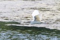 Little Egret in Flight Egretta garzetta Small White Heron Royalty Free Stock Photo