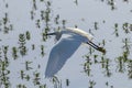 Little Egret in Flight Egretta garzetta Small White Heron Royalty Free Stock Photo