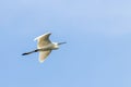 Little Egret in Flight Egretta garzetta Small White Heron Royalty Free Stock Photo