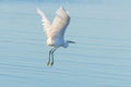 Little Egret in Flight Egretta garzetta Small White Heron Royalty Free Stock Photo