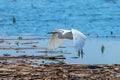 Little Egret in Flight Egretta garzetta Small White Heron Royalty Free Stock Photo