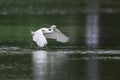 Little egret in flight Royalty Free Stock Photo