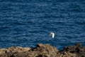 Little egret in flight over the coast. Royalty Free Stock Photo