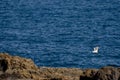 Little egret in flight over the coast. Royalty Free Stock Photo