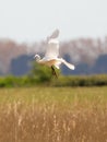 A little Egret in flight over reeds Royalty Free Stock Photo