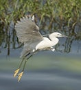 Little egret in flight over river reeds Royalty Free Stock Photo