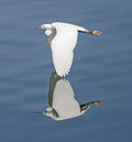 Little egret in flight over rural river water Royalty Free Stock Photo