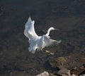 Little egret in flight over water Royalty Free Stock Photo