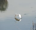 Little egret in flight over water Royalty Free Stock Photo