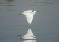 Little egret in flight over water Royalty Free Stock Photo