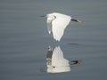 Little egret in flight over water Royalty Free Stock Photo