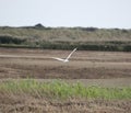 Little egret in flight over wetlands Royalty Free Stock Photo