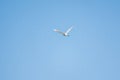 The flight of the little egret or Small White Heron