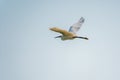 The flight of the little egret or Small White Heron