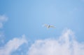 The flight of the little egret or Small White Heron