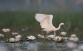 Little Egret with flowers Royalty Free Stock Photo