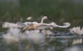 Little Egret with flowers Royalty Free Stock Photo