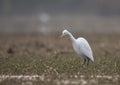 Little Egret looking for fish Royalty Free Stock Photo