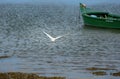 A little egret flying away with a green boat in the background Royalty Free Stock Photo