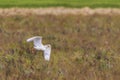 Little egret flying over the field Royalty Free Stock Photo