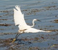 Little egret flying over reeds Royalty Free Stock Photo