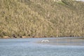 Little Egret flying over the river water Royalty Free Stock Photo