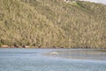 Little Egret flying over the river water Royalty Free Stock Photo