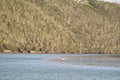 Little Egret flying over the river water Royalty Free Stock Photo