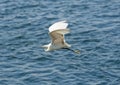 Little egret flying over water of river Royalty Free Stock Photo