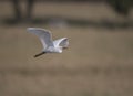 Little Egret Flying over Wheat fields Royalty Free Stock Photo