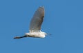 This little Egret is flying past Royalty Free Stock Photo