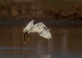 Little egret flying with preyed fish