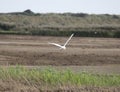 Little egret flying through wetlands Royalty Free Stock Photo