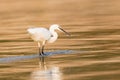 Little Egret in gold colored water