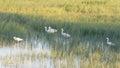 Little Egret Group Spotted at Aiguamolls de l`Emporda Royalty Free Stock Photo