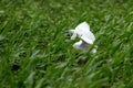 Little Egret Hunting Egretta garzetta White Little Egret Royalty Free Stock Photo