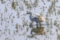 Little Egret Hunting Egretta garzetta White Little Egret Royalty Free Stock Photo