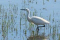 Little Egret Hunting Egretta garzetta White Little Egret Royalty Free Stock Photo