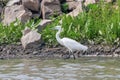 Little Egret Hunting Egretta garzetta White little Egret Royalty Free Stock Photo