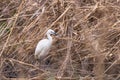 Little Egret Hunting Egretta garzetta White little Egret Royalty Free Stock Photo