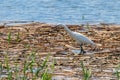 Little Egret Hunting Egretta garzetta White Little Egret Royalty Free Stock Photo