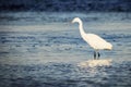 Little Egret hunting for food Royalty Free Stock Photo