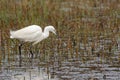 Little Egret hunting for fish