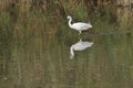 Little egret hunting in shallow water, Royalty Free Stock Photo