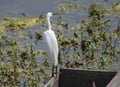 Little Egret Hunting in the Wetland Royalty Free Stock Photo
