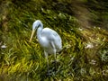 Little egret, or kosagi, fishing in a Japanese river