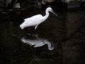 Little egret, or kosagi, fishing in a Japanese river 3