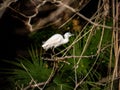 Little egret, or kosagi, fishing in a Japanese river 6