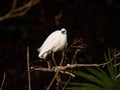 Little egret, or kosagi, fishing in a Japanese river 7