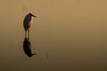 Little egret at the lake in the sun setting silhouette - Egrett Royalty Free Stock Photo